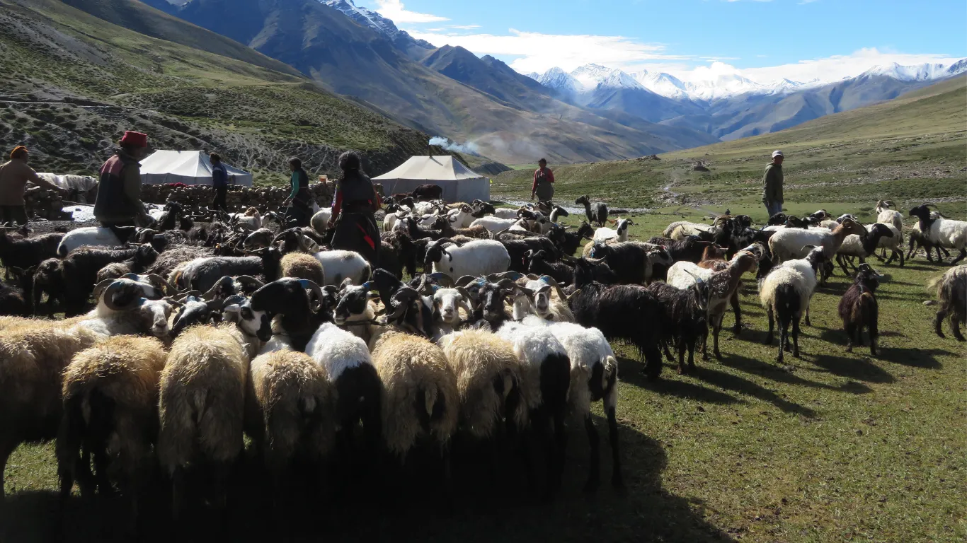 Shey Dolpo — The Project — photo 9