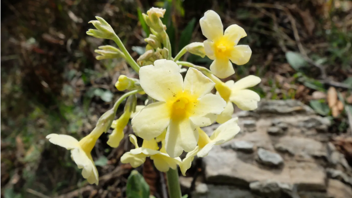 Mardi Himal — photo 5