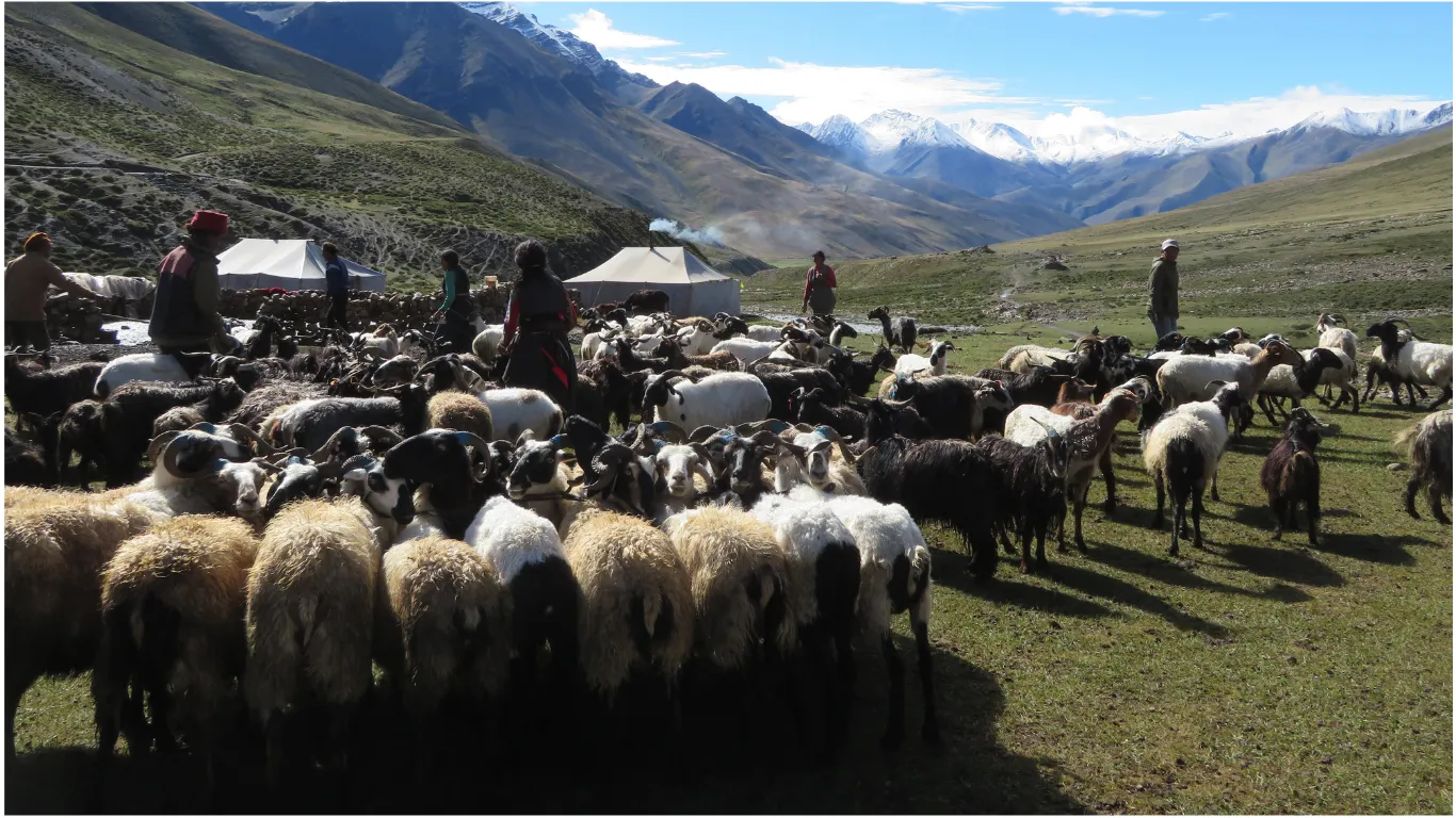 Shey Dolpo — The Project — photo 15